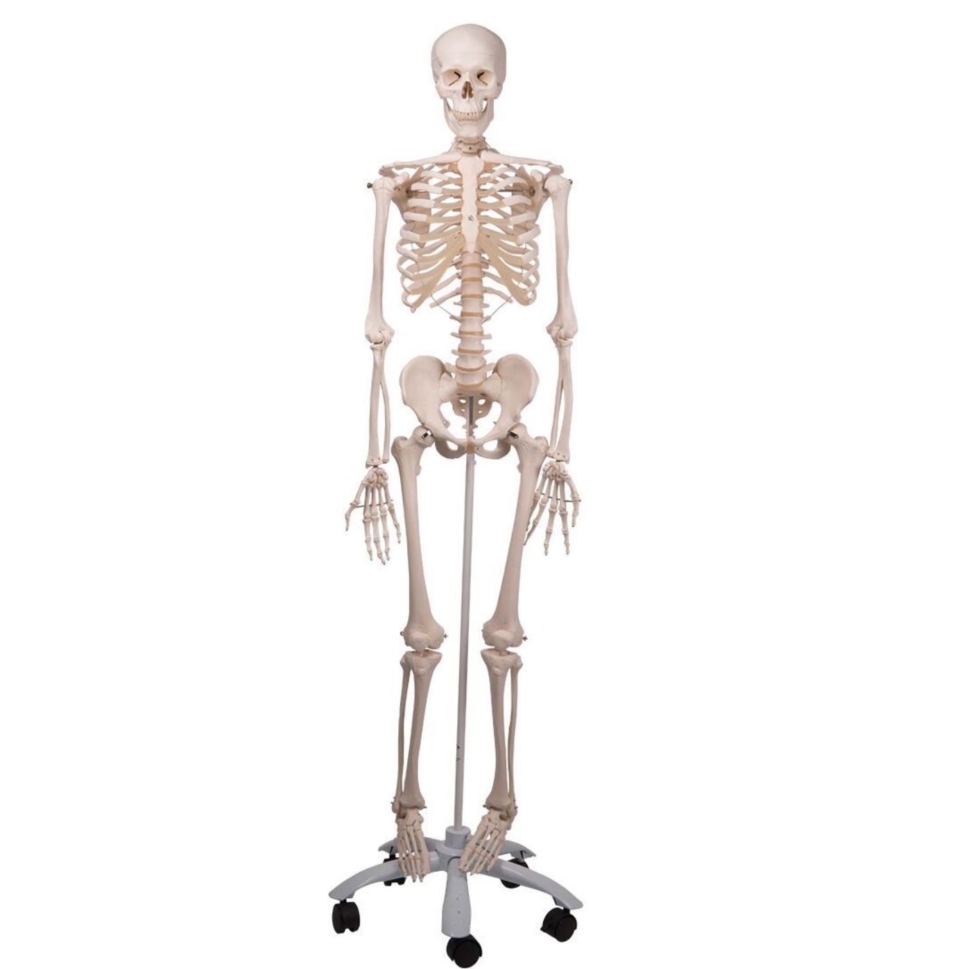 Articulated Skeletons